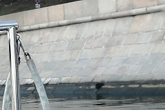 Спасатели МГПСС cпасли кошку